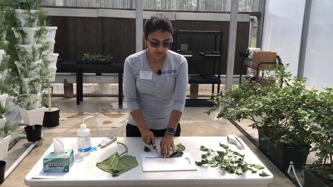 Petiole Sap Testing