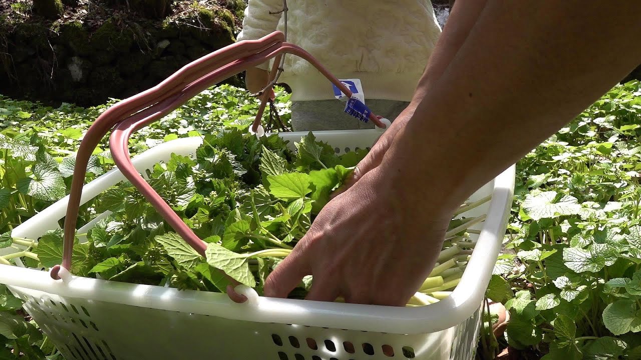 山菜と山仕事と料理など