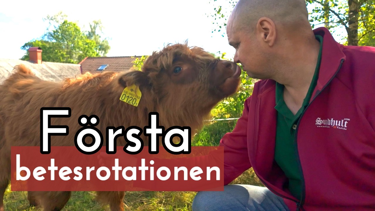Första betesrotationen med 20 kor och 17 kalvar på 13 ha