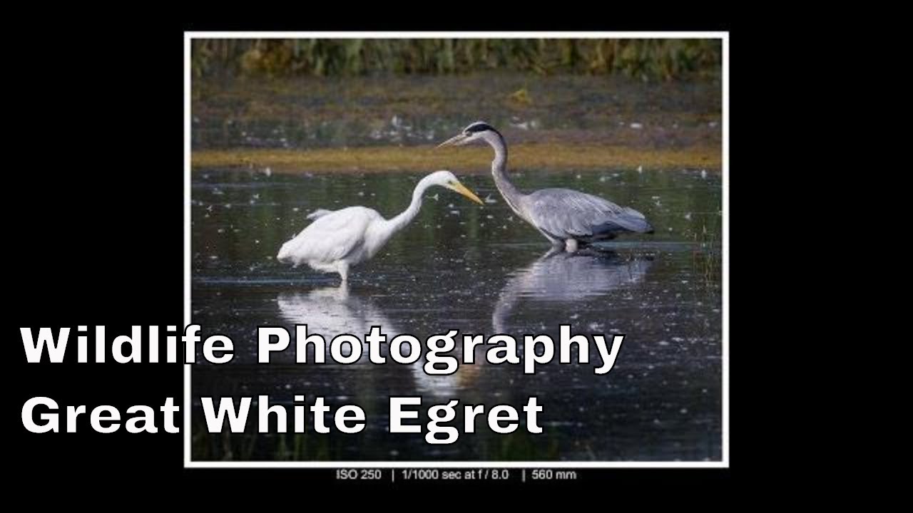 Wildlife Photographer UK - Great White Egret, Green Woodpecker, Dragonflies & Butterflies