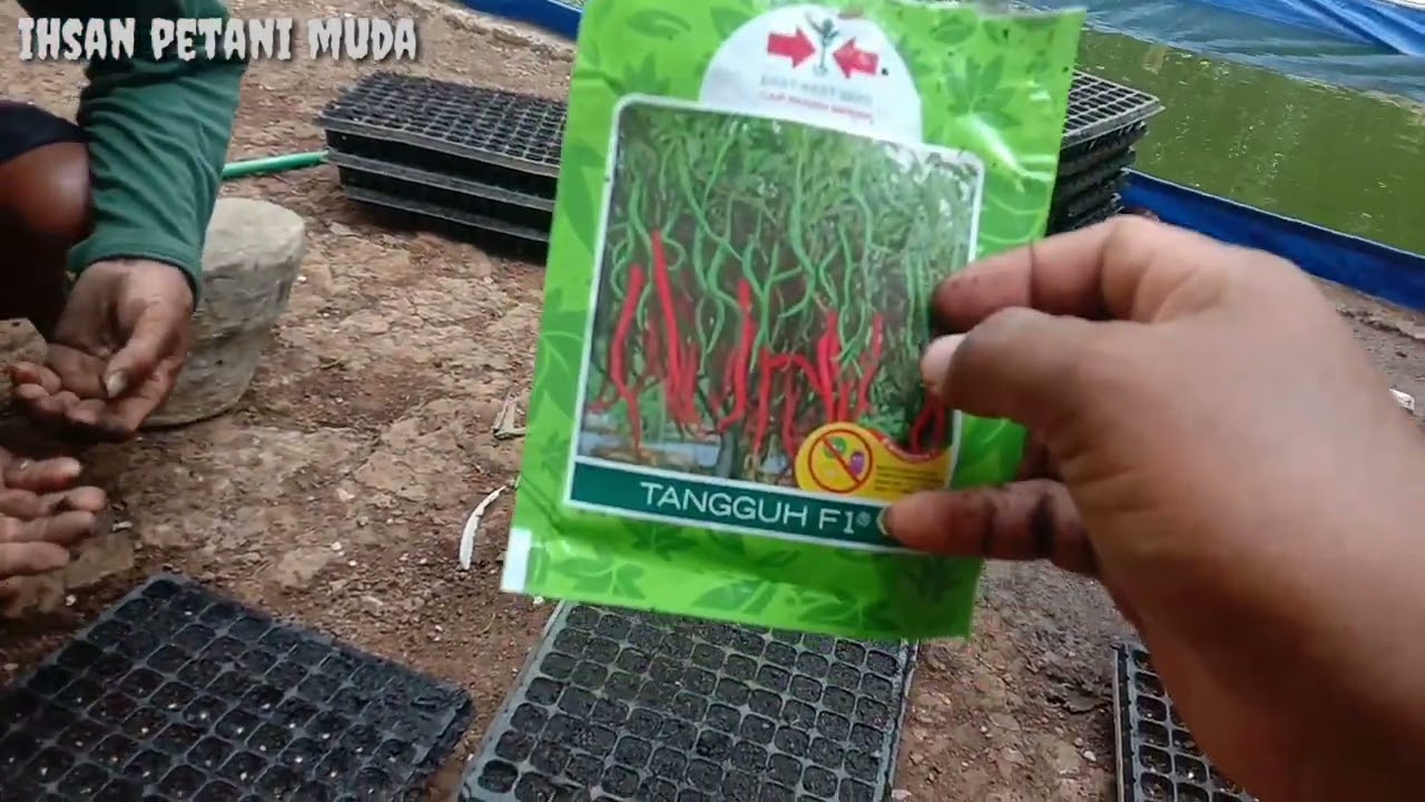 Cara Semai Cabe Agar 100% Tumbuh Cmk Tangguh F1