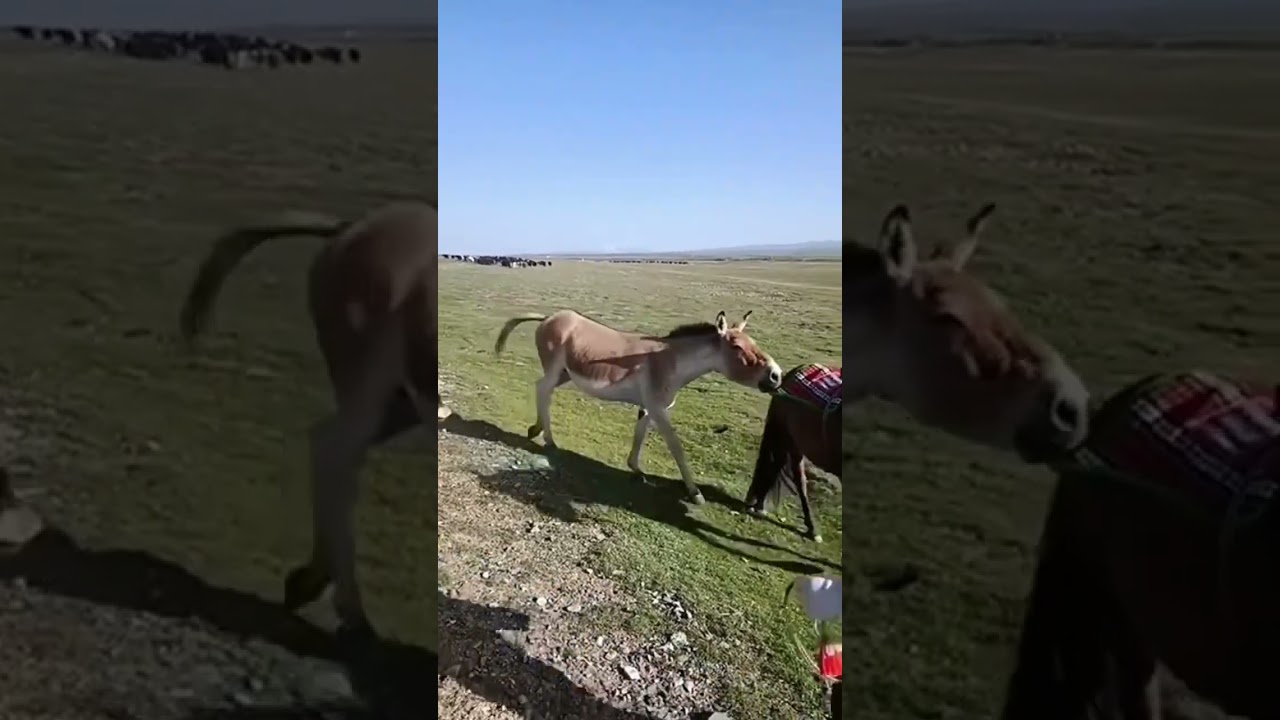 burro yeguero. fama
