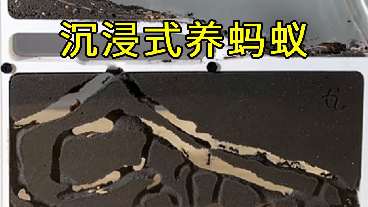 沉浸式养蚂蚁，观察蚂蚁挖通道的全过程，真的好有趣！