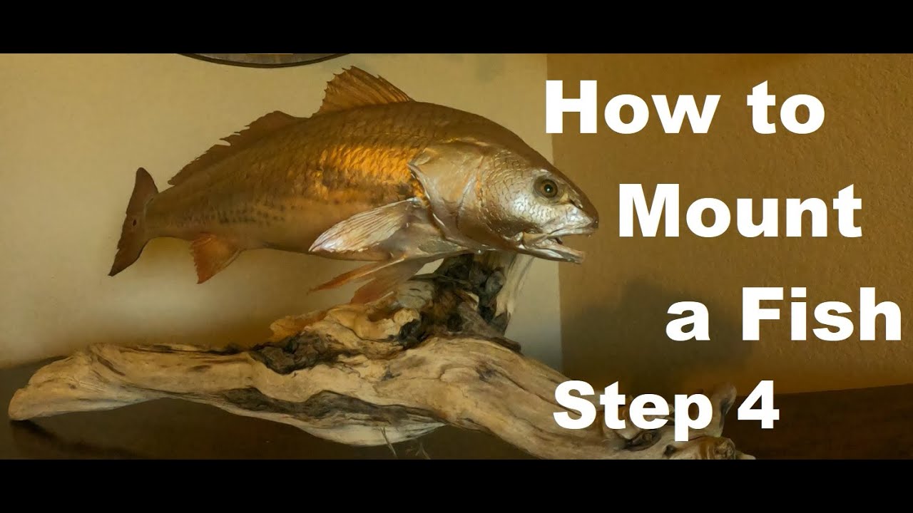 How to Mount a Fish | Painting a Red Fish | Taxidermy at Home