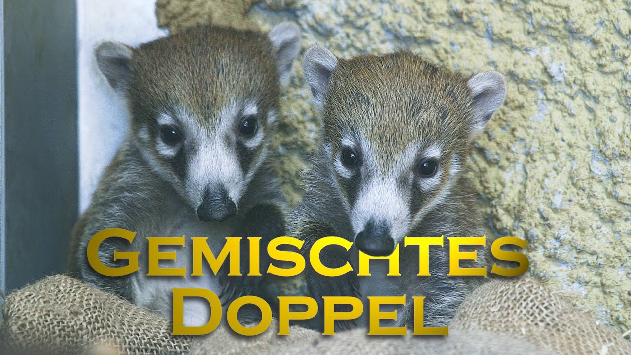 Nasenbär-Junge geboren I Tiergarten Schönbrunn