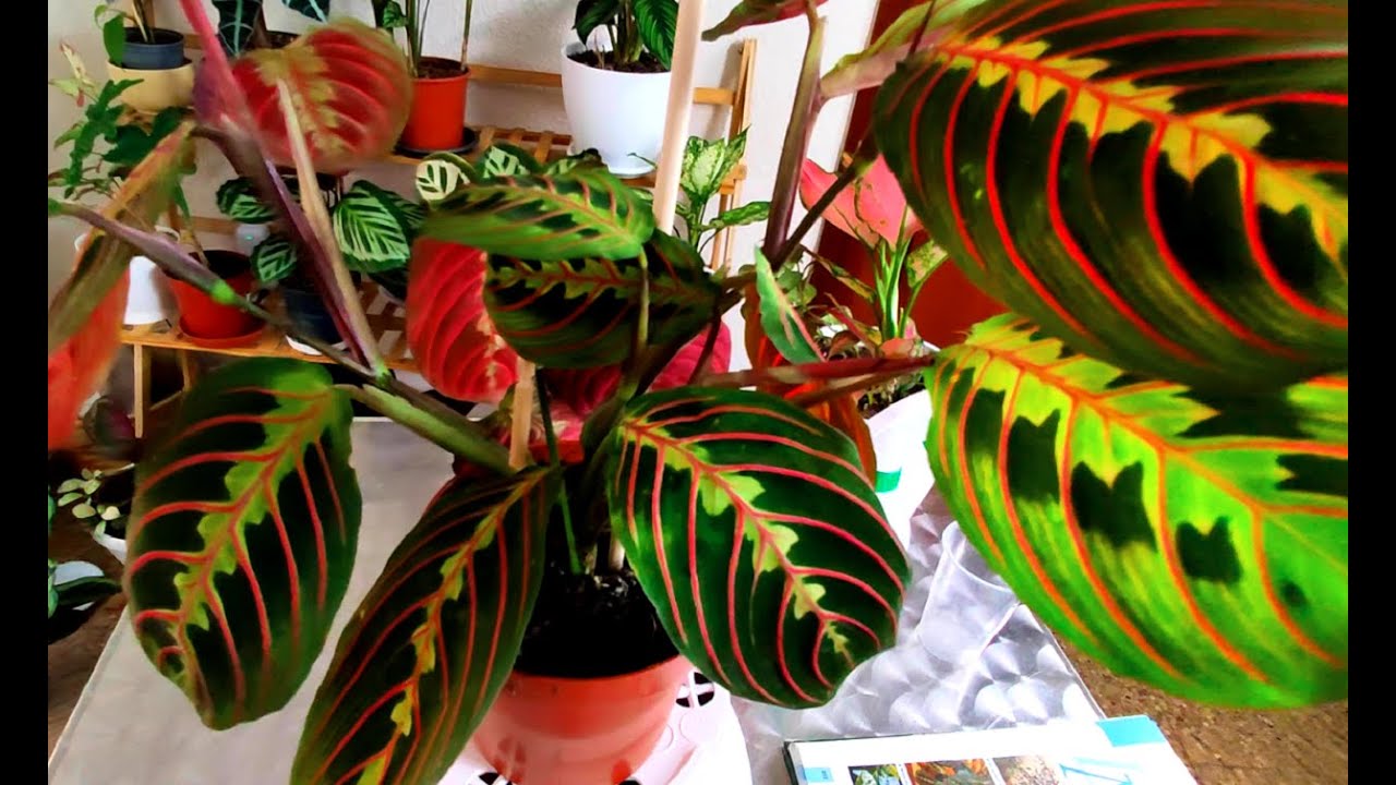 MARANTA FASCINATOR TRICOLOR - COMO CUIDAR