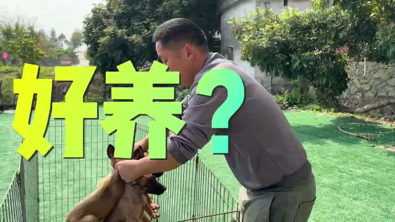 十年训犬师分笼养狗，讲出秘密，养狗家庭必看