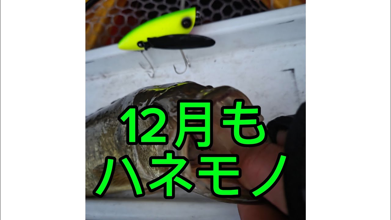プロトルアーで冬のトップウォーターゲーム