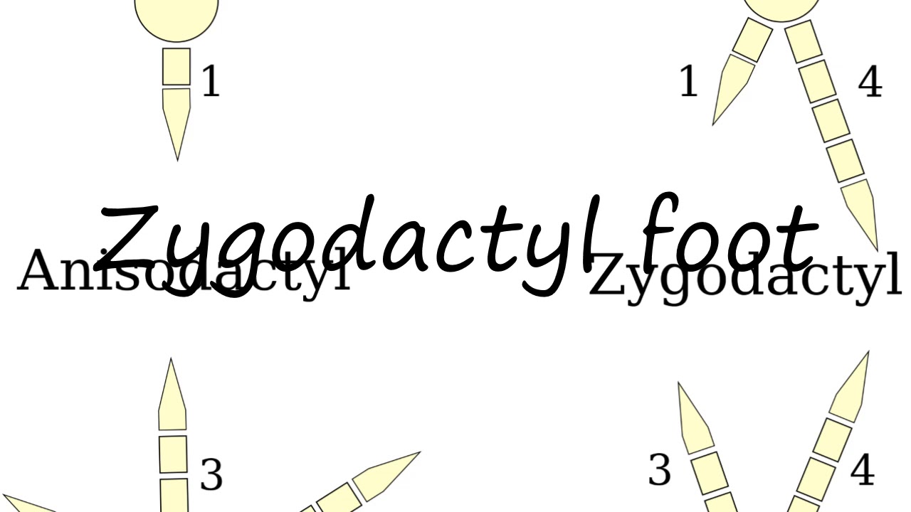 How to Pronounce Zygodactyl foot?