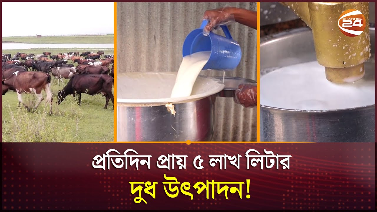 ৪ লাখ গরু নিয়ে গড়ে ওঠা দেশের অন্যতম দুগ্ধ ভান্ডার | Sirajganj News | Milk | Channel 24