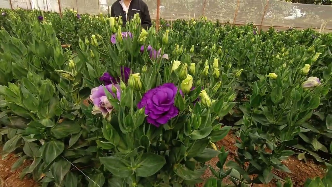 PARTE 1 del Programa de manejo AGROFLOR para el cultivo de LISIANTHUS hasta etapa de FLORACIÓN.