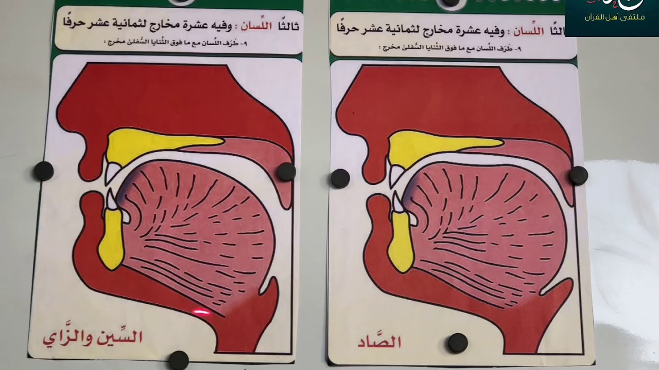 مخرج الحروف الأسلية(الصاد والزاى والسين)وكيفية النطق بهم مع الحفاظ على صفة الصفير