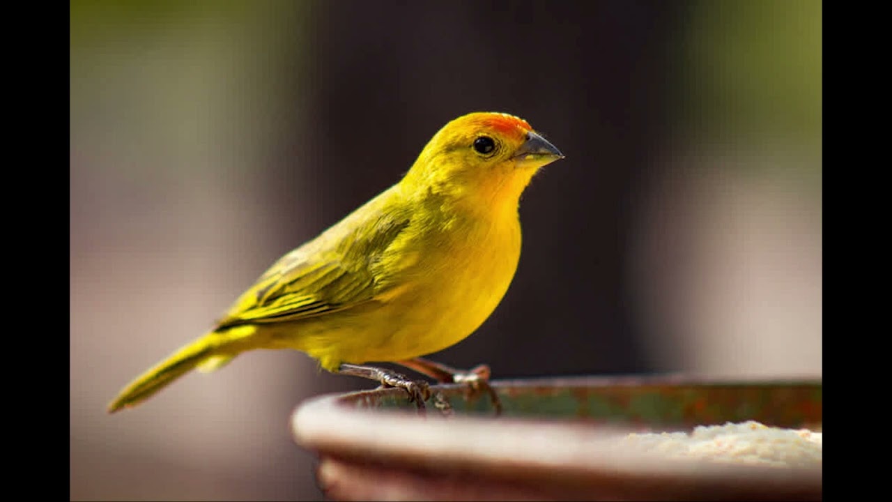 [HQ] Canary sound effect