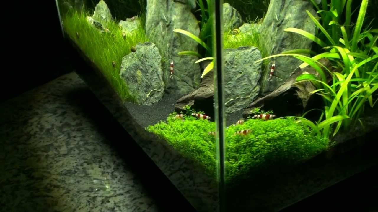 Fluval Edge  (01.02.2011)