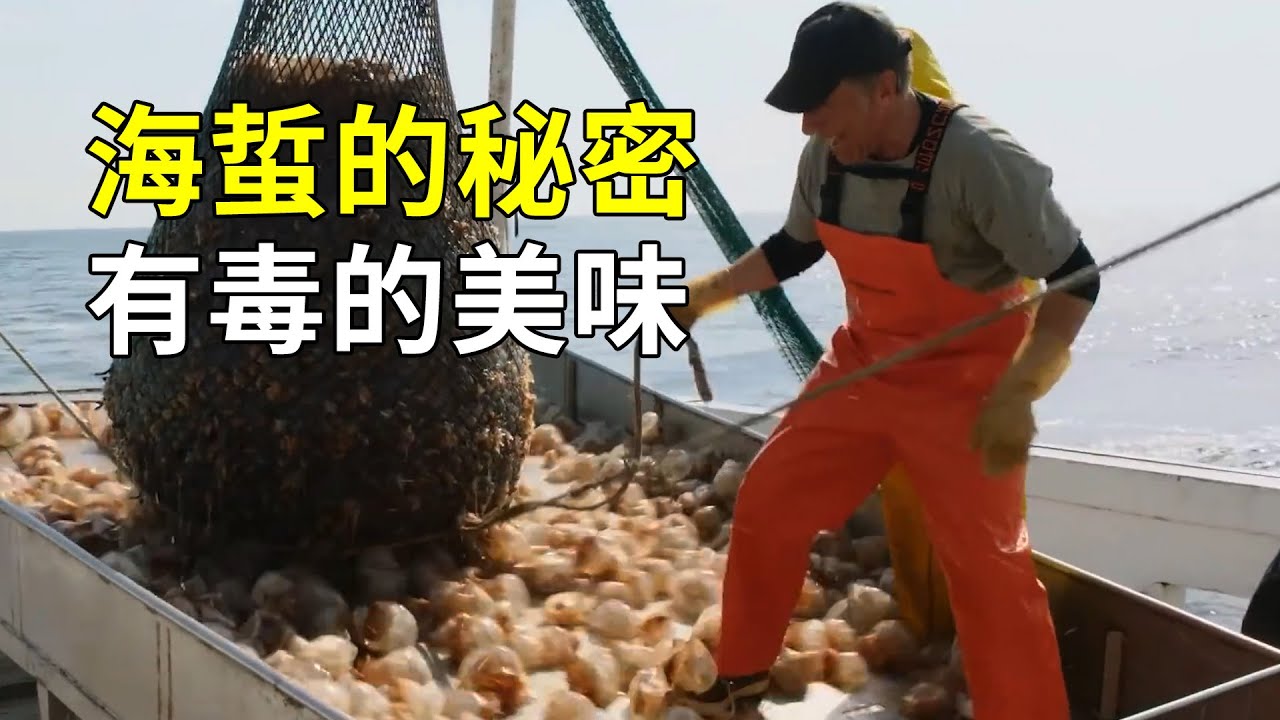 如何養殖海蜇？神奇的繁殖模式，40天可以上桌