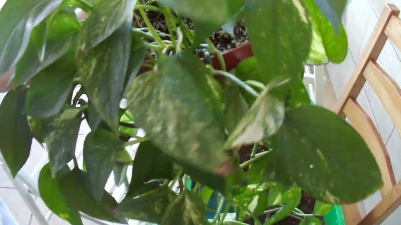 252.Ev Sarmaşığı Pothos  Saksı Değişimi Nasıl Yapılır.