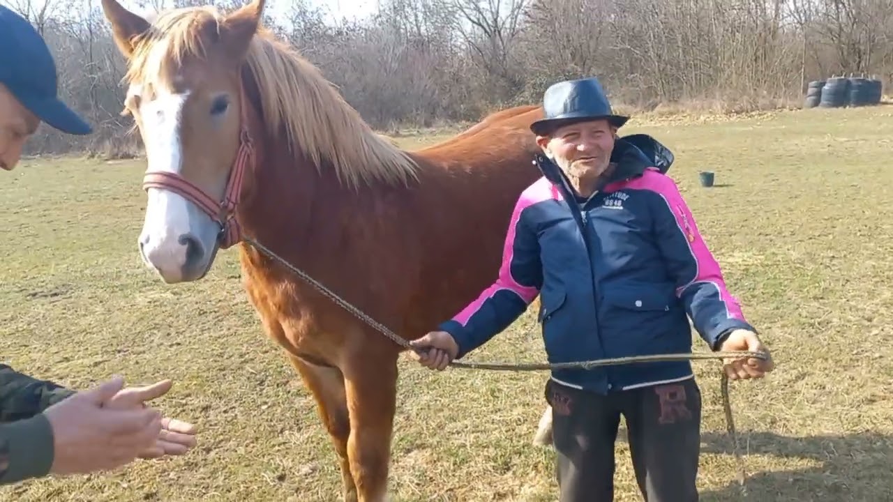 Коні Ваговози 🔥💣💪Коні на продажу... 🐴🇺🇦👌🔥🔥🔥