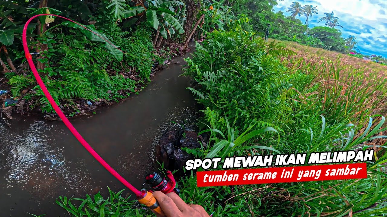 Aku Mancing Blusukan Ke Sungai Irigasi Sawah Gak Nyangka Seramai Ini Yang Sambar - EFEK UMPAN GACOR!