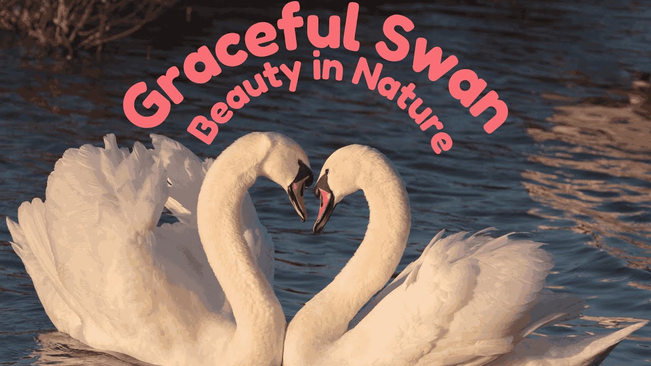 Graceful Swan Beauty in Nature