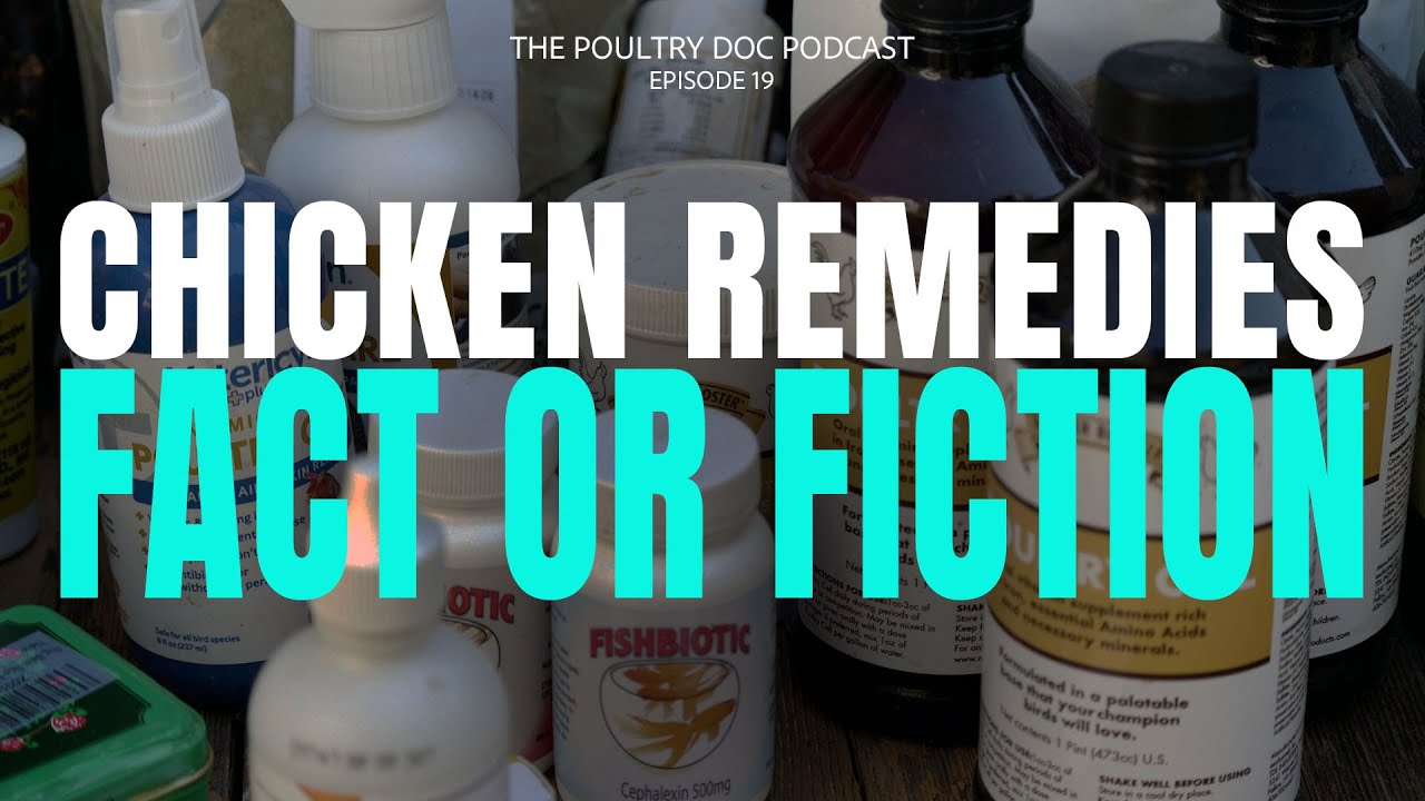 Backyard Chicken Products- The Good, The Bad & The Ugly