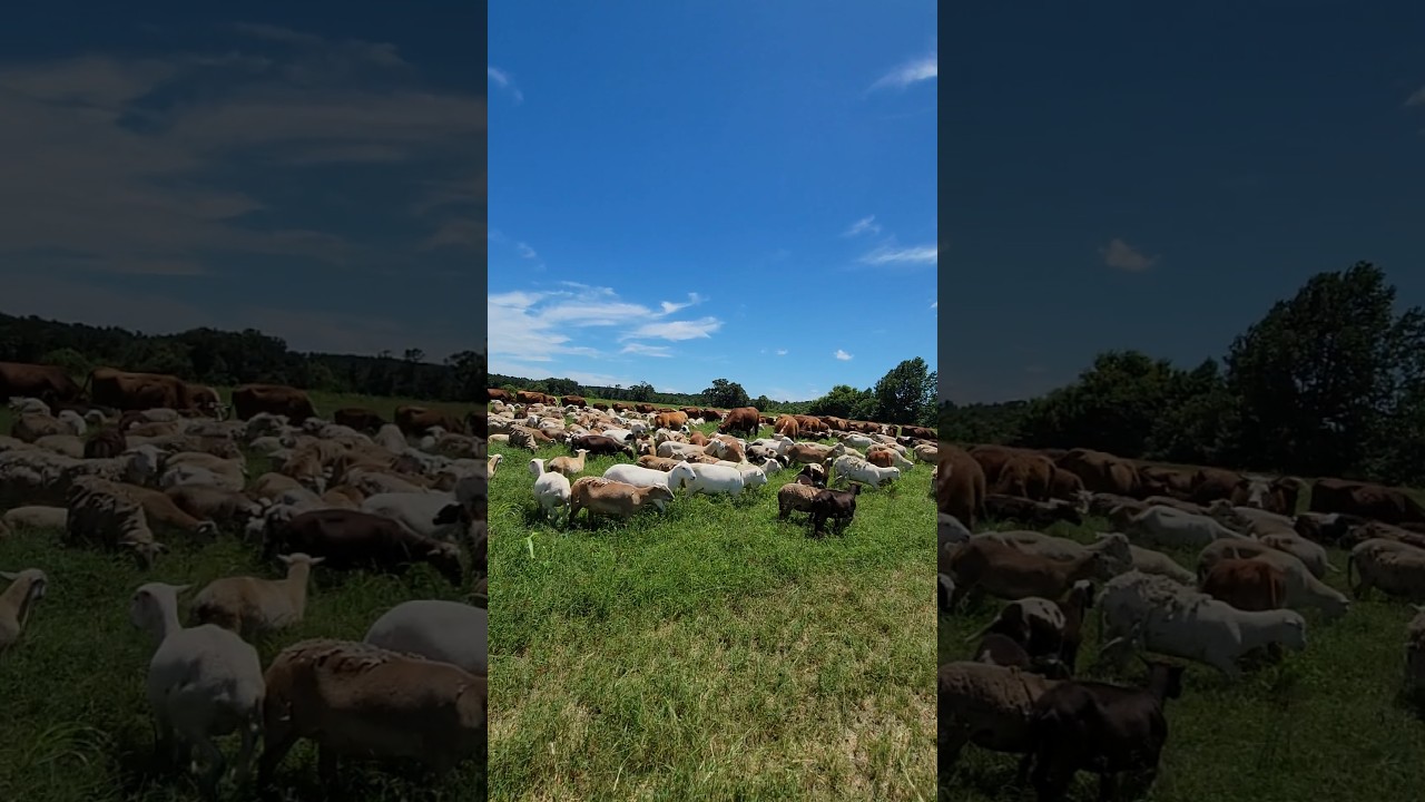 Mob Grazing the #flerd #hairsheep #sheep #cows #sheepfarming  #regenerativeagriculture #regenag