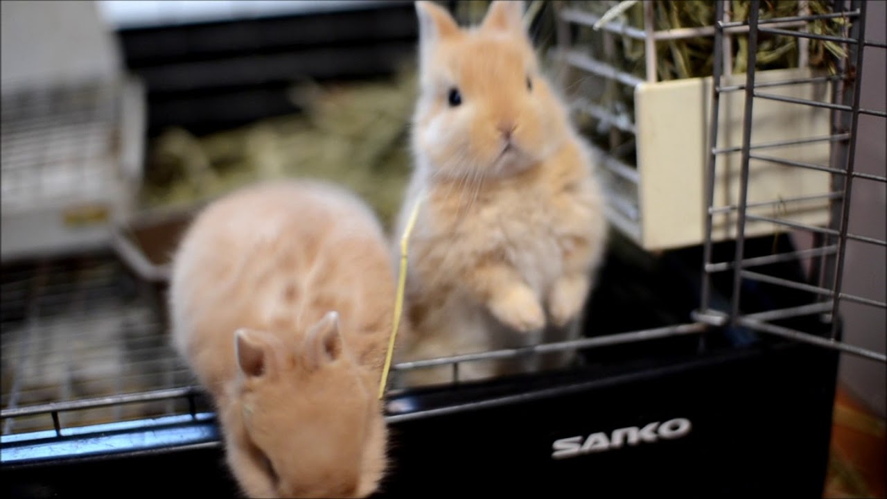 ネザーランドドワーフの赤ちゃん　生後23日目 子うさぎの可愛い仕草にほっこり