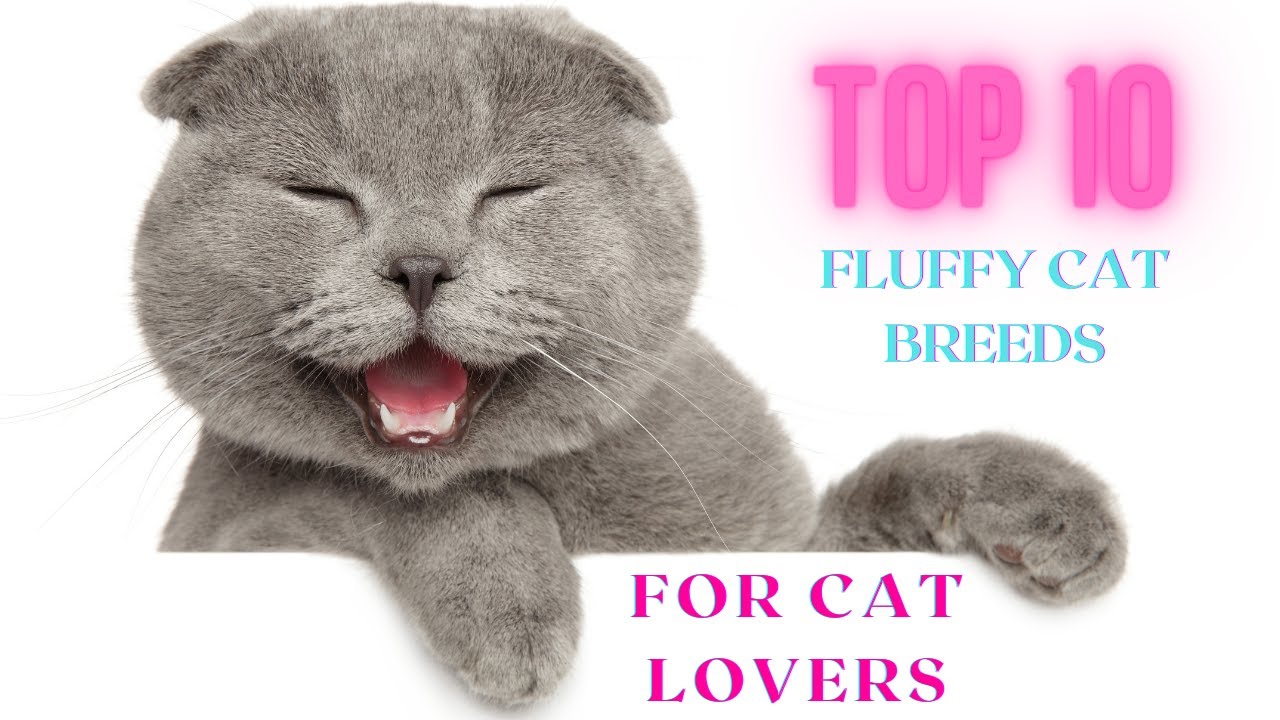 Top 10 Fluffy Cat Breeds for Cat Lovers