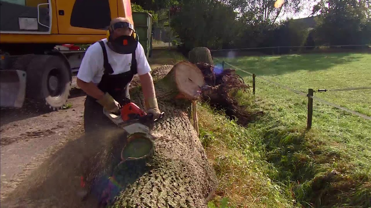'Het leek wel oorlog', bewoners schrikken van omgevallen boom op huis