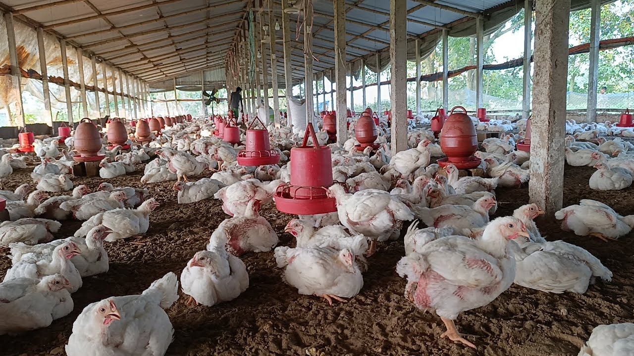 ৩০ দিনের মুরগী বিক্রি করে দিলাম || MSR Farmers 