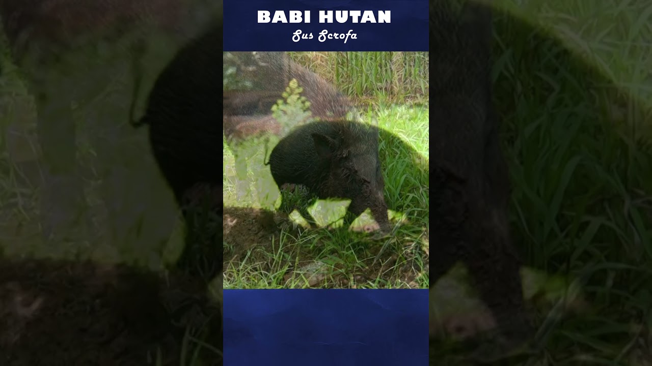 Apakah celeng halal atau haram? #shorts #short #babi #wildboar #boars #bagong