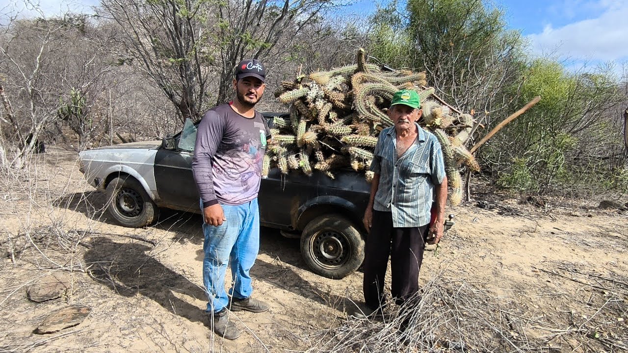 SEU LUÍS DE 72 ANOS TIRA XIQUE XIQUE PRA MATAR A FOME DO GADO A SECA CASTIGA A REGÃO DE PICUÍ 