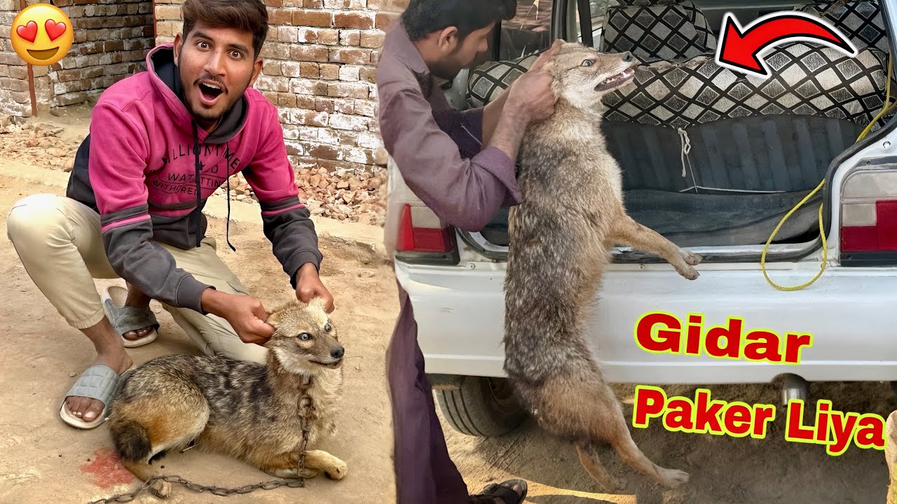 Big Surprise 😲 Zinda Jackle Mini Zoo Main Le Ay