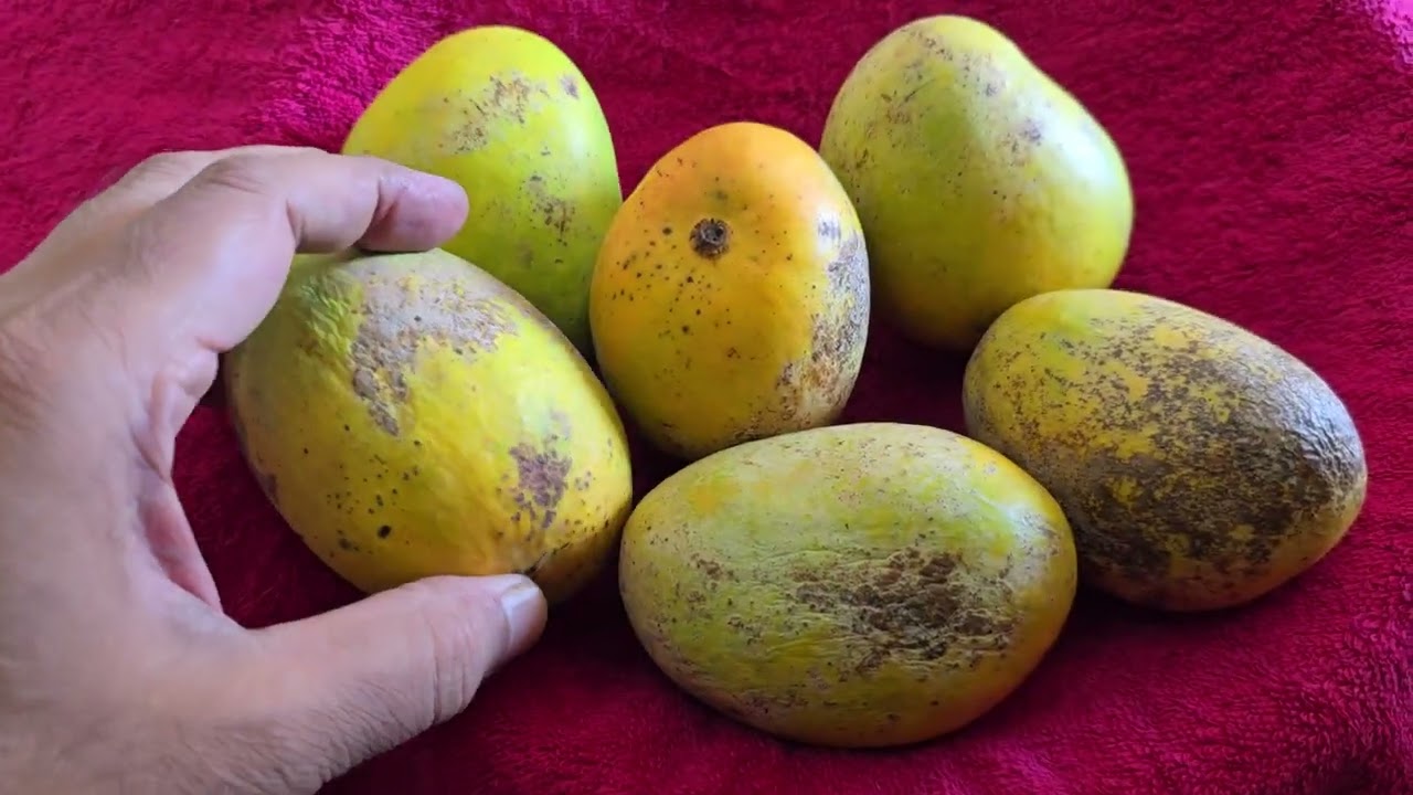 Magic Of Mankurad/Malcorado Mangoes of Goa in February,  early fruiting variety from Nerul Bardez(2)