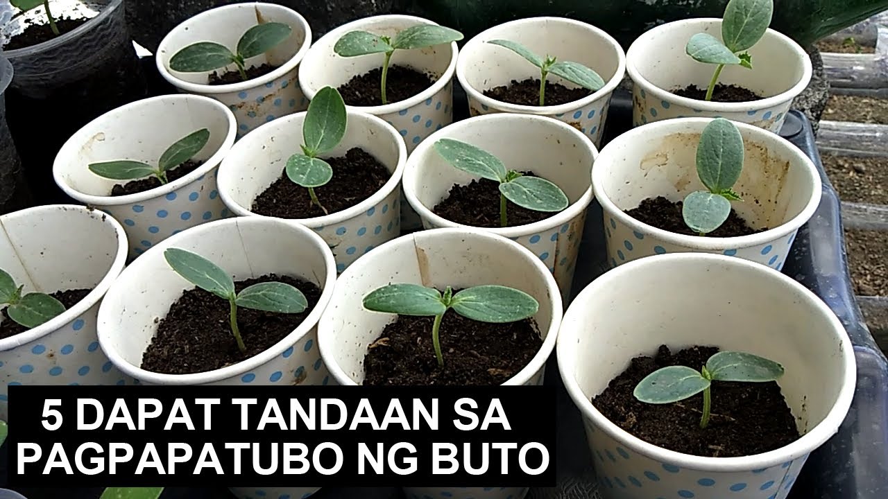 5 Mahalagang Dapat Tandaan Sa Pagpapatubo Ng Buto At Transplanting