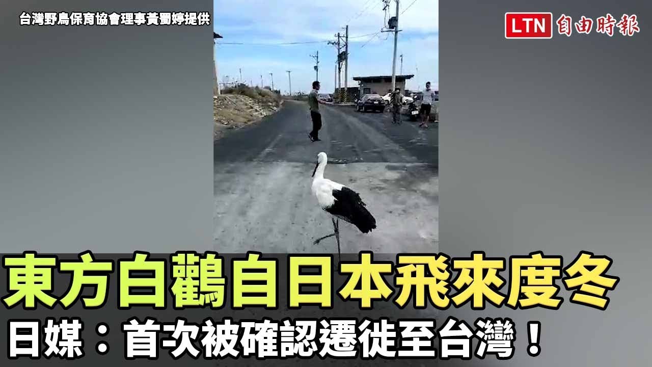 「東方白鸛」自日本飛來度冬 日媒：首次被確認遷徙至台灣！（台灣野鳥保育協會理事黃蜀婷提供）