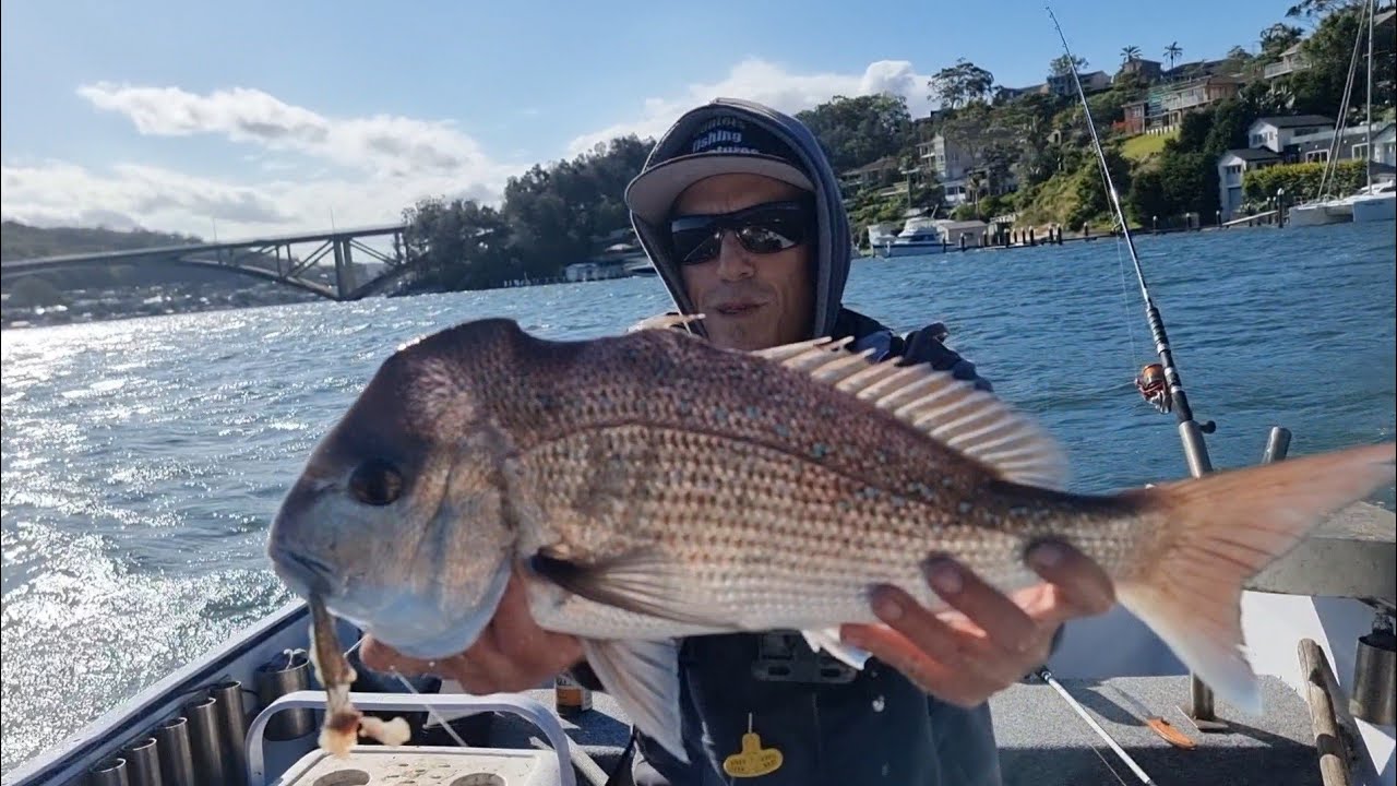 Big estuary snapper