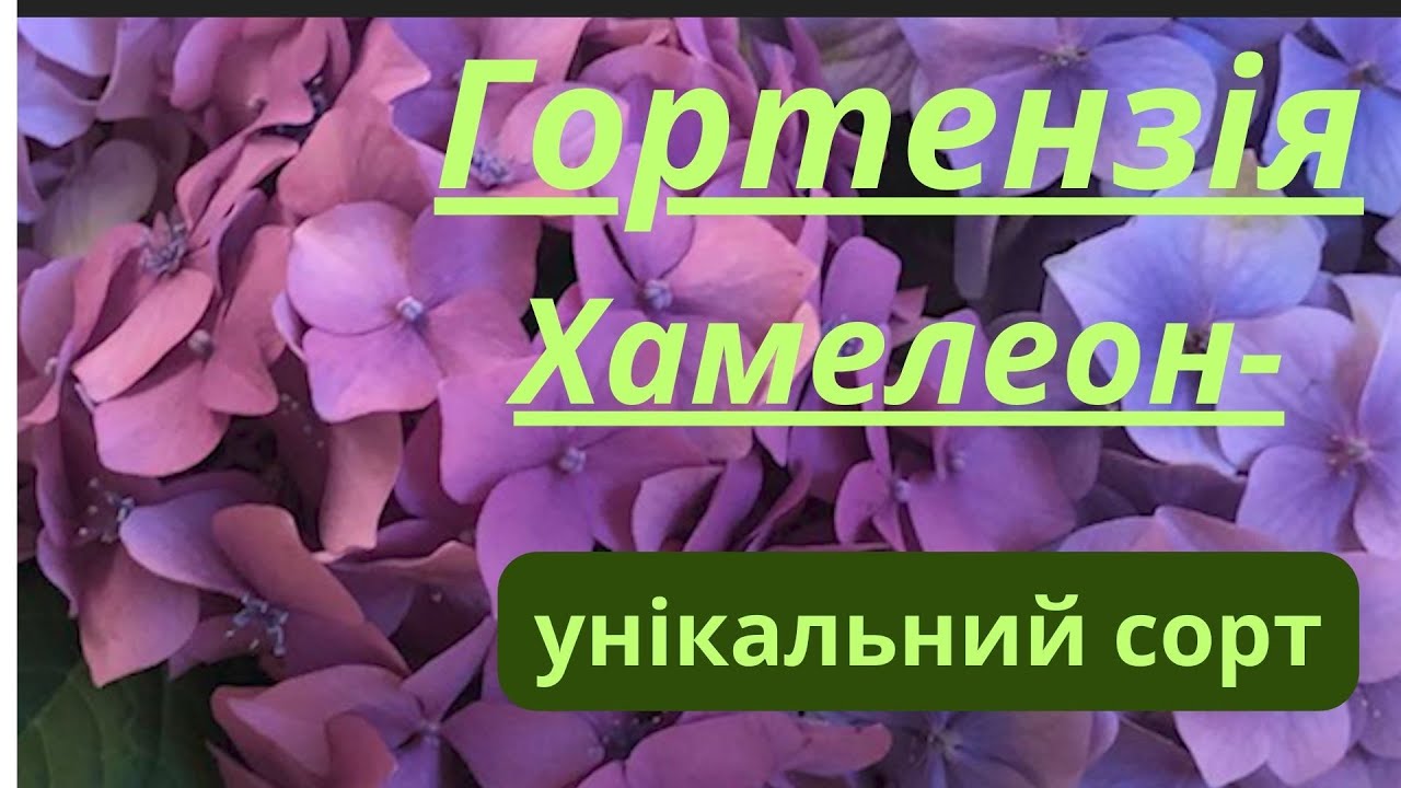 Гортензія Хамелеон 🌸 Зміна Кольору, Догляд та Вирощування | Hydrangea Chameleon Care
