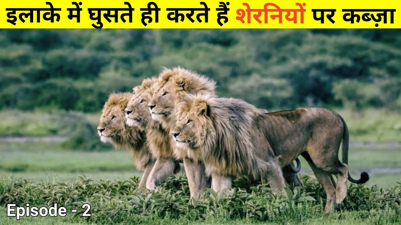 कौन बचाएगा अब शेरनियों को और उनके बच्चों को || The True Story Of Nomads Lions ||