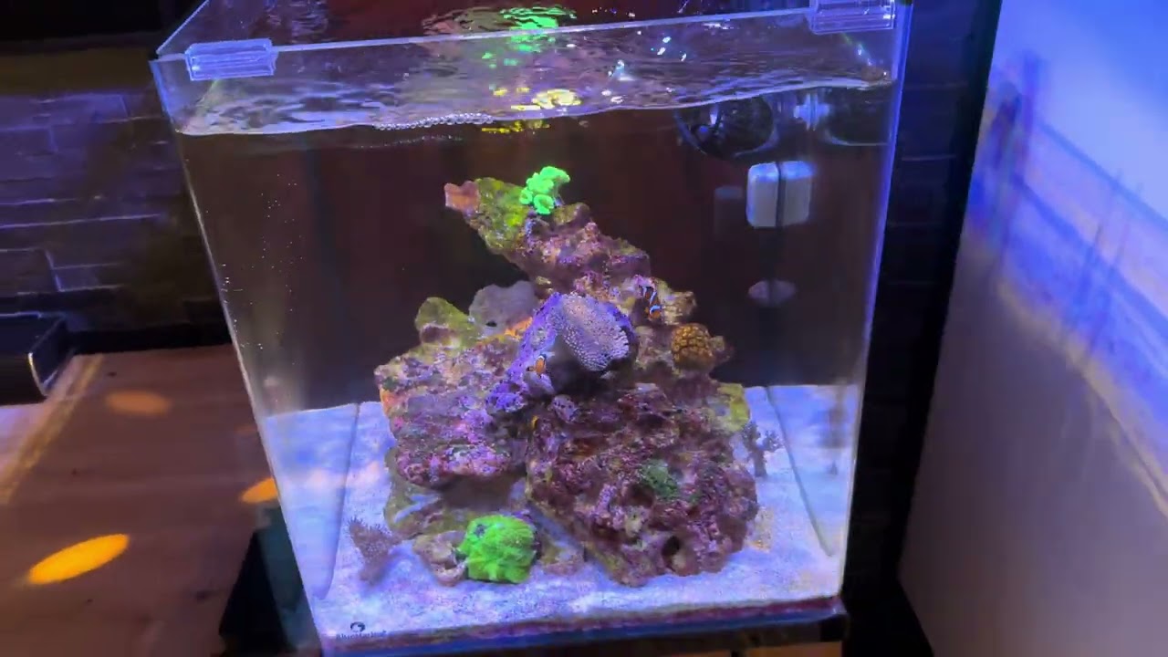 Aquarium nano recifal