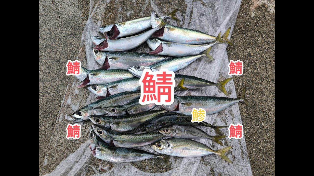 突然やってくる！鯖爆釣タイム！！【田原サーフ１０月上旬】