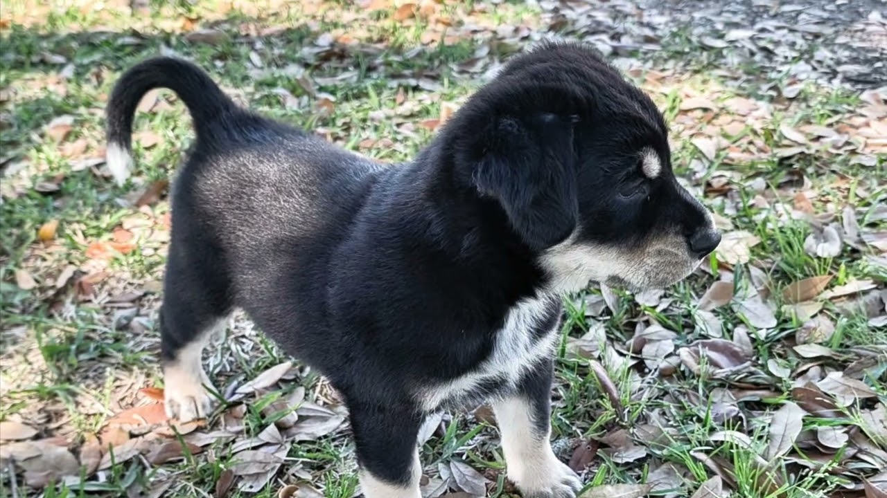 Rocky Road the husky mix baby 