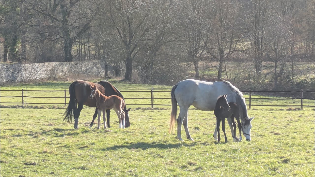 Meteorologischer Frühlingsanfang im Gestüt Hämelschenburg 