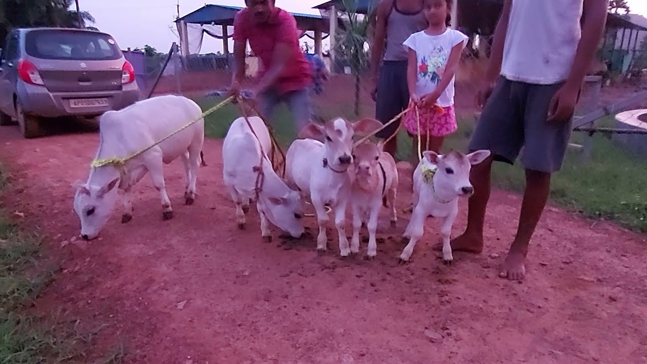 Pocket size punganuru cows ! See how short they are.. Cuteness overload || #Dwarf #Minicow #Adorable