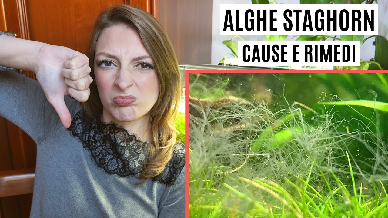 TUTTO sulle ALGHE STAGHORN 😱 Cause e rimedi!