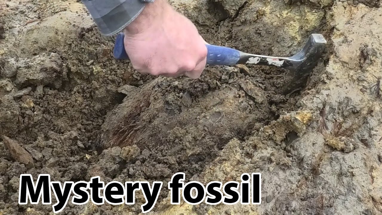 Mystery fossil find investigation