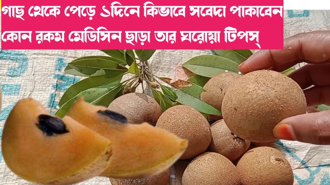 গাছ থেকে সবেদা পেড়ে কি ভাবে পাকাবেন কোন রকম ক্যামিকেল ছাড়া | সবেদা পাকানোর পদ্ধতি | Ripen Sapodilla