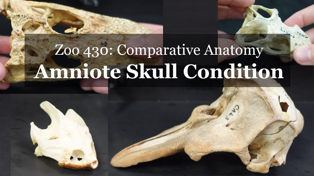 Osteology: Amniote skull conditions