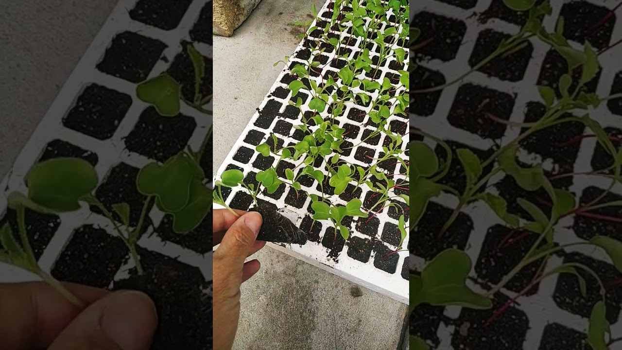 desarrollo radicular plantulas de dos semanas producidas en charola de siembra