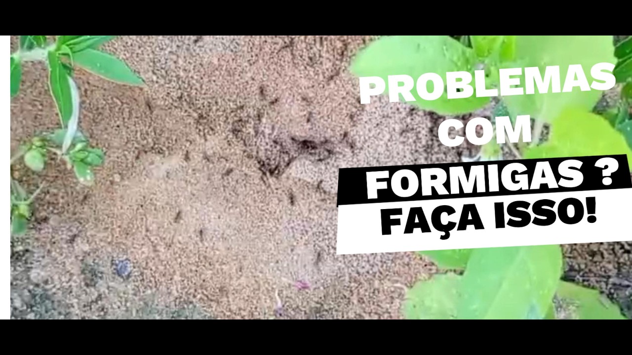 COMO ACABAR COM FORMIGA CORTADEIRA COM 2 RECEITAS CASEIRAS.