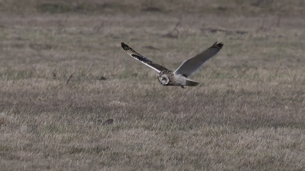 Short-eared owl Asio Flammeus